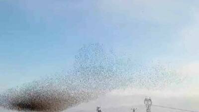 Silvan ilçesinde sığırcık kuşlarının harika dans gösterisi izleyicileri etkiledi. Ani