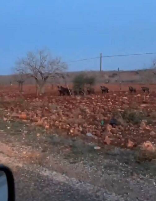 Şanlıurfa'da Bozova ilçesinde fıstık tarlasında görülen domuz sürüsü endişe yarattı.