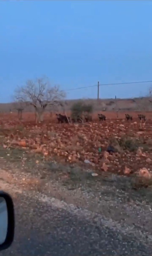 Şanlıurfa'da Bozova ilçesinde fıstık tarlasında görülen domuz sürüsü endişe yarattı.