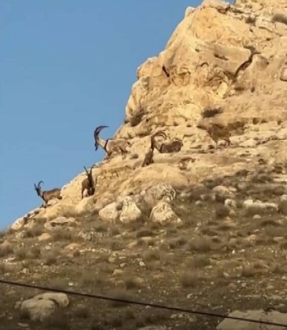 Hasankeyf ilçesindeki nesli tükenme tehlikesi altındaki dağ keçileri, Üçyol köyü