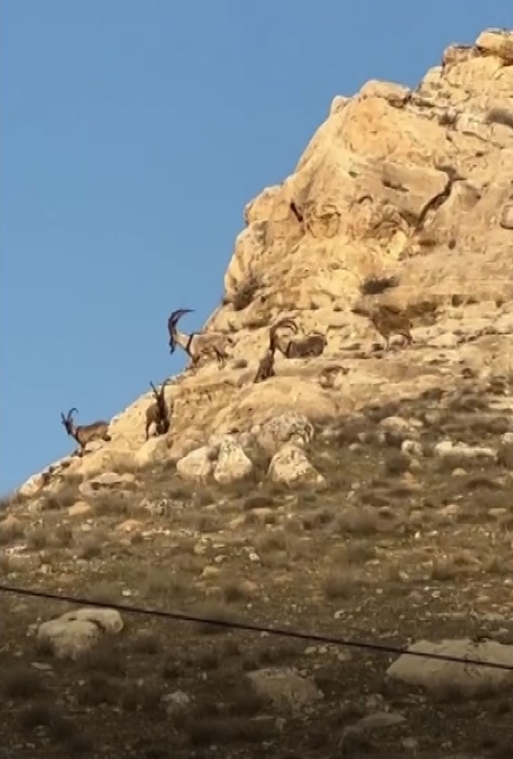 Hasankeyf ilçesindeki nesli tükenme tehlikesi altındaki dağ keçileri, Üçyol köyü