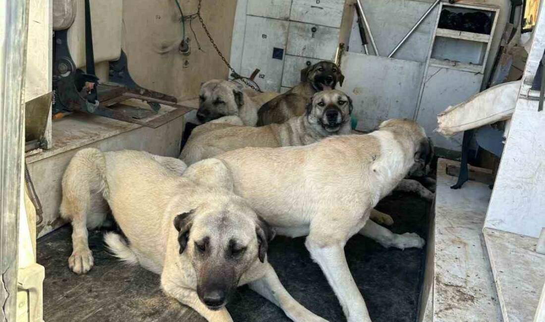 Adıyaman Kahta Belediyesi, vatandaşların güvenliği ve huzurunu sağlamak amacıyla başıboş