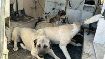 Adıyaman Kahta Belediyesi, vatandaşların güvenliği ve huzurunu sağlamak amacıyla başıboş