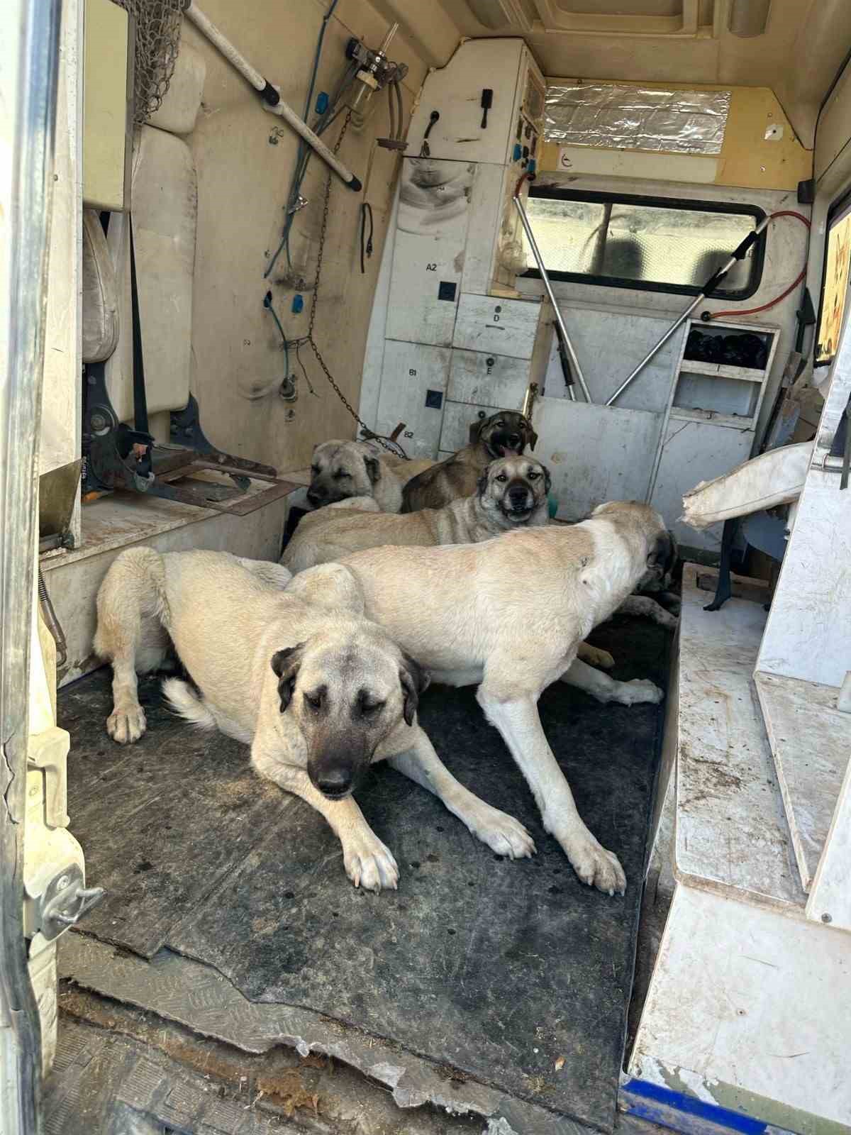 Adıyaman Kahta Belediyesi, vatandaşların güvenliği ve huzurunu sağlamak amacıyla başıboş