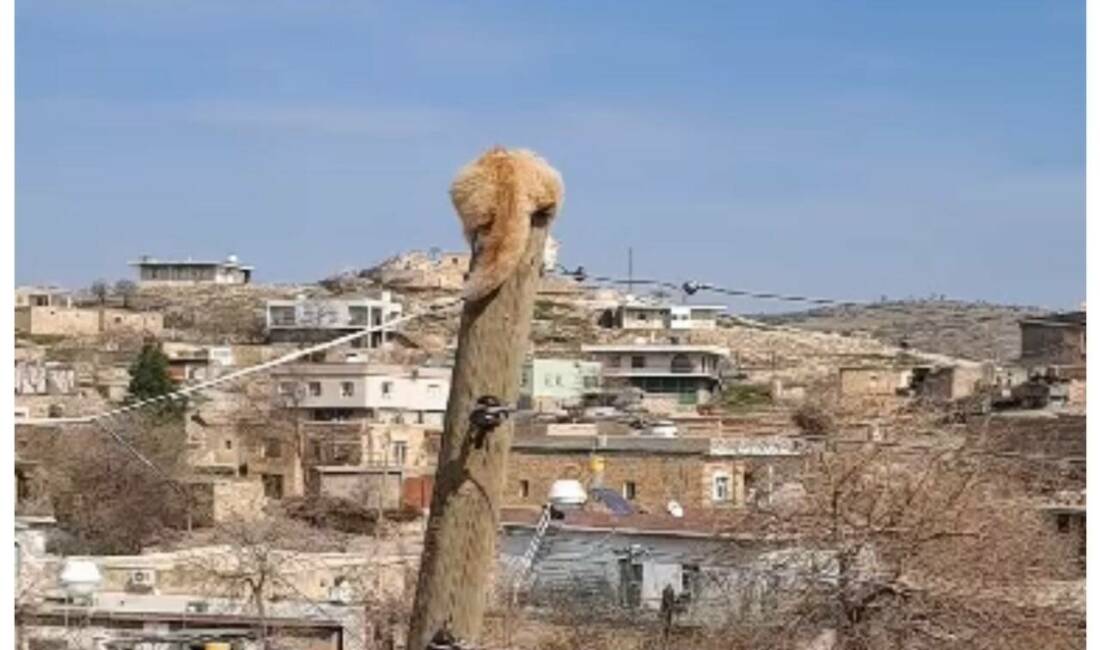 Mardin’in Mazıdağı ilçesinde köpekten kaçarak elektrik direğine tırmanan kedi, itfaiye