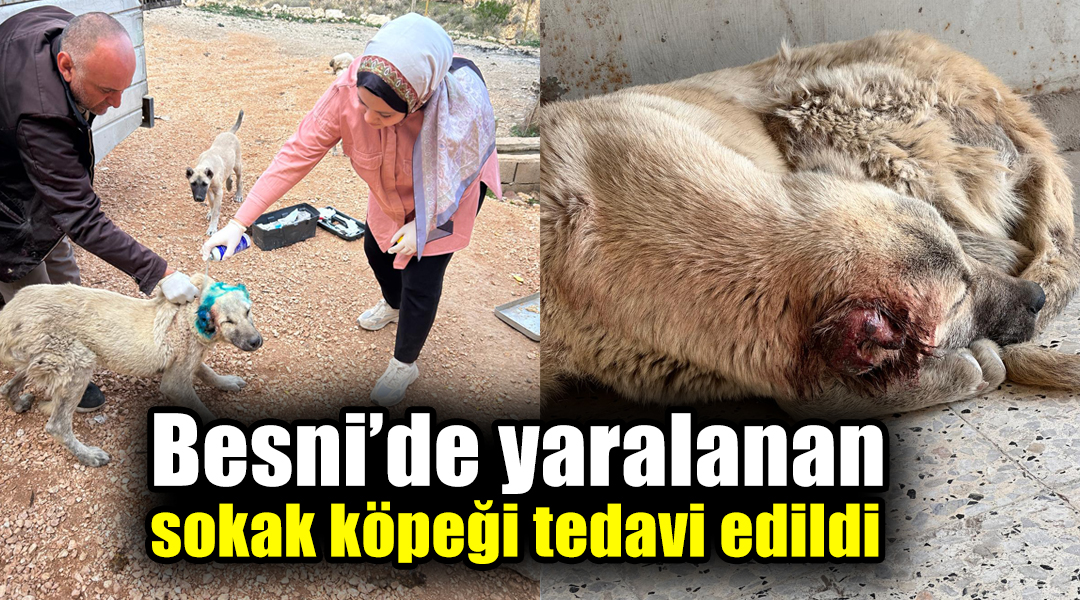 Besni'de Atatürk Caddesi üzerinde kulağından yaralanan bir sokak köpeği, duyarlı