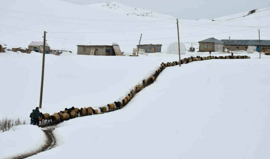 26 yaşındaki Hayati, Şırnak'ın Beytüşşebap ilçesindeki yaylada hayvanlarına adanmış bir