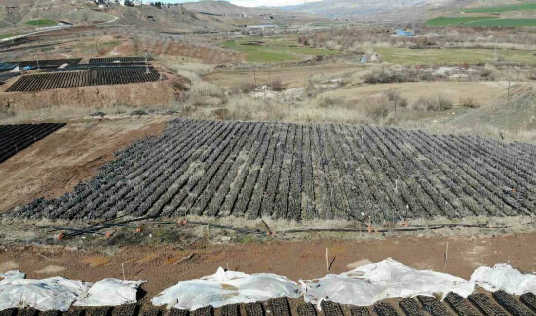 Siirt'teki fıstık fidanı üretim tesisi, bölge fıstık ihtiyacını karşılamanın yanı