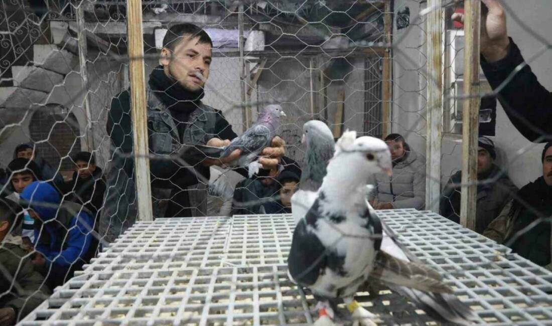 Şanlıurfa'nın Siverek ilçesinde düzenlenen güvercin mezatı, farklı güvercin cinslerinin satışa