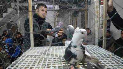 Şanlıurfa'nın Siverek ilçesinde düzenlenen güvercin mezatı, farklı güvercin cinslerinin satışa