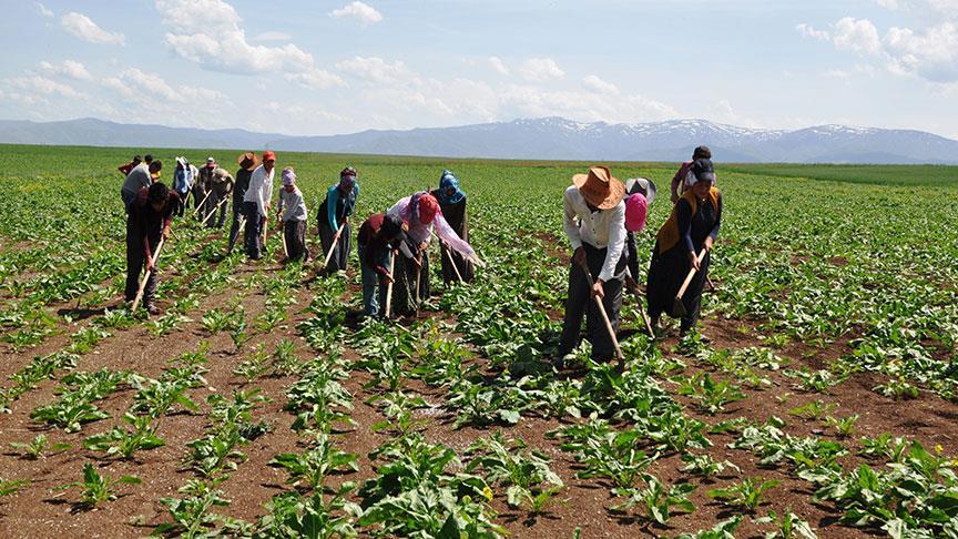 Türkiye genelinde tarımsal işletmelerde çalışan mevsimlik ve sürekli işçilerin ücretleri