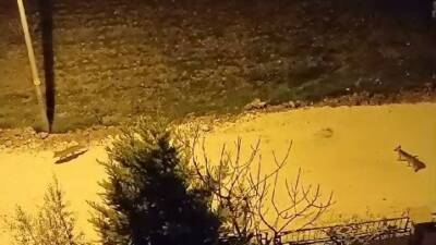 Adıyaman’da, şehir merkezine inen tilkiler görüntülendi. Tilikelerin kent merkezine inme