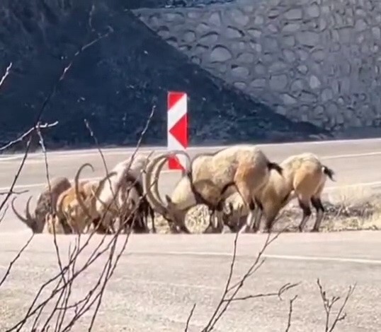 Adıyaman’ın Sincik ilçesinde dağ keçileri, karayolunda tuz ihtiyacını karşılamak için