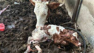 Adıyaman’ın Kahta ilçesinde milyonda bir ihtimali olan ikiz buzağı doğumu