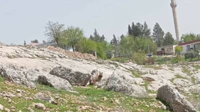 Adıyaman’ın Gümüşkaya Köyü’nde çizgili sırtlan görüntülendi.