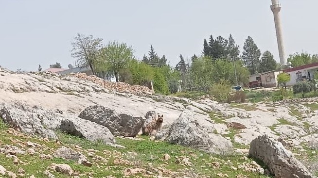 Adıyaman’ın Gümüşkaya Köyü’nde çizgili sırtlan görüntülendi.