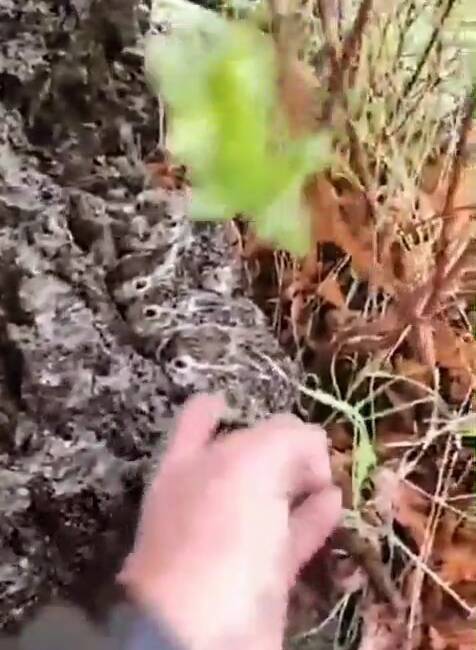Yücebağ beldesinde hayvancılıkla uğraşan Abdurrahman Boğa, yağmur altında doğum yapmış