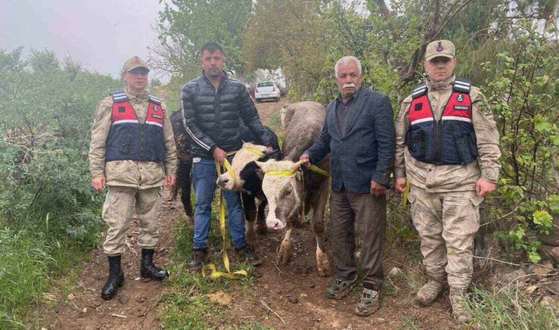 Kilis’te 2 adet büyükbaş hayvan çaldığı tespit edilen 2 şüpheli,