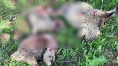 Adıyaman’ın Gerger ilçesinde kurtların küçükbaş hayvan sürüsüne saldırması sonucu 10