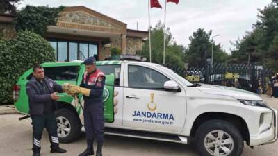 Gaziantep’in Araban ilçesinde doğada yorgun ve yaralı halde bulunan nesli