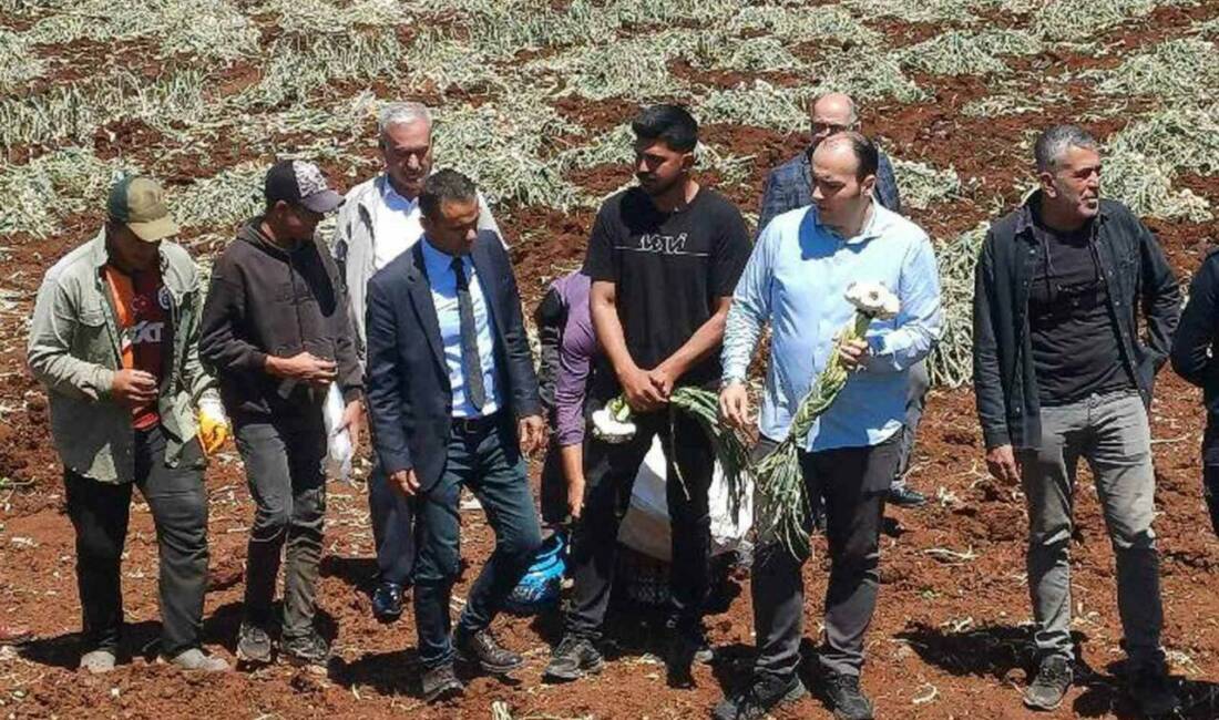 Gaziantep Araban ilçesinde, 14 Mayıs Dünya Çiftçiler Günü, sarımsak tarlasında