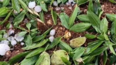 Türkiye’nin badem diyarı Adıyaman’ın Kahta ilçesinde ceviz büyüklüğünde yağan dolu