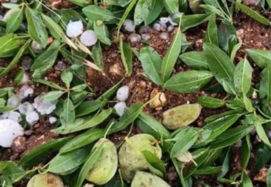 Türkiye’nin badem diyarı Adıyaman’ın Kahta ilçesinde ceviz büyüklüğünde yağan dolu