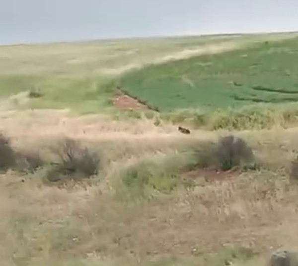 Adıyaman'da Kömür Beldesi Cumhuriyet Mahallesi yakınlarında arazide çalışan çiftçiler, bir