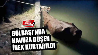 Adıyaman'ın Gölbaşı ilçesinde sulama havuzuna düşen inek ekipler tarafından kurtarıldı.