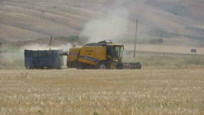 İklim şartları nedeniyle verimin düştüğü Adıyaman’da hububat hasadı başladı.