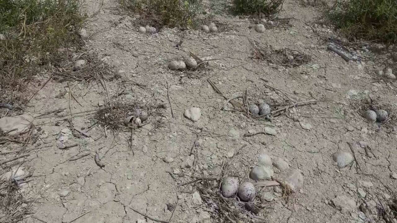 Her yıl binlerce martının yumurta bırakarak yeni martıların doğmasına ev