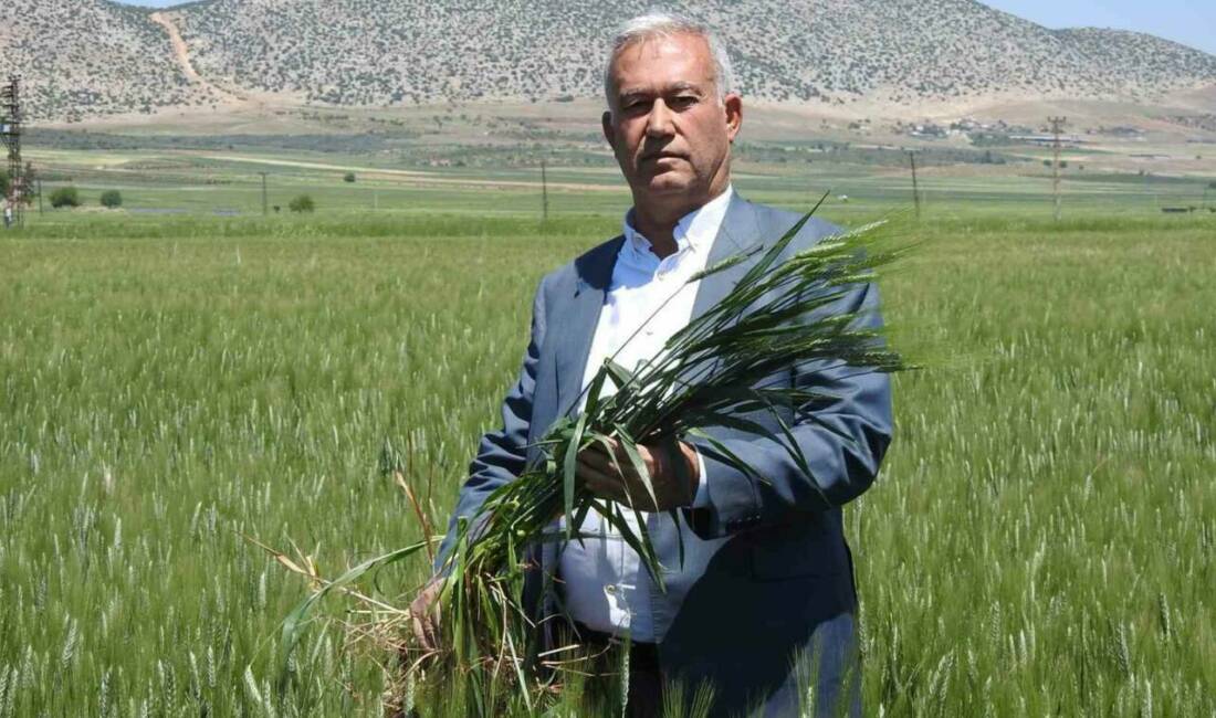Araban buğdayı çiftçinin yüzünü güldürüyor Araban ilçesinde bu yıl 150 bin dönüm arazide ekilen buğdaydan