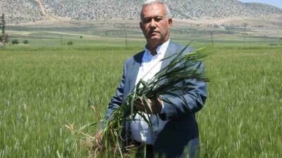 Araban ilçesinde bu yıl 150 bin dönüm arazide ekilen buğdaydan