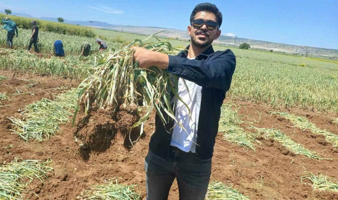 Gaziantep'in Araban ilçesinde genç Ziraat Mühendisi Kadir Öztürk, Araban Ovası'nda