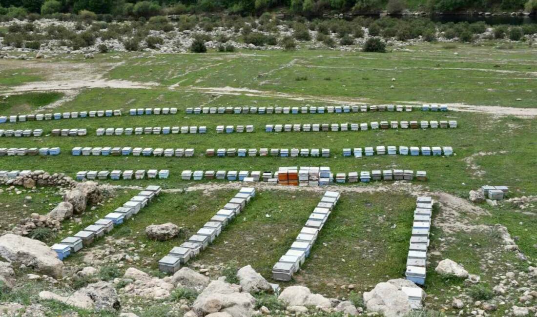 Van'dan Şırnak'ın Güçlükonak ilçesine gelen arıcılar, Cehennem Deresi bölgesinin arıcılık