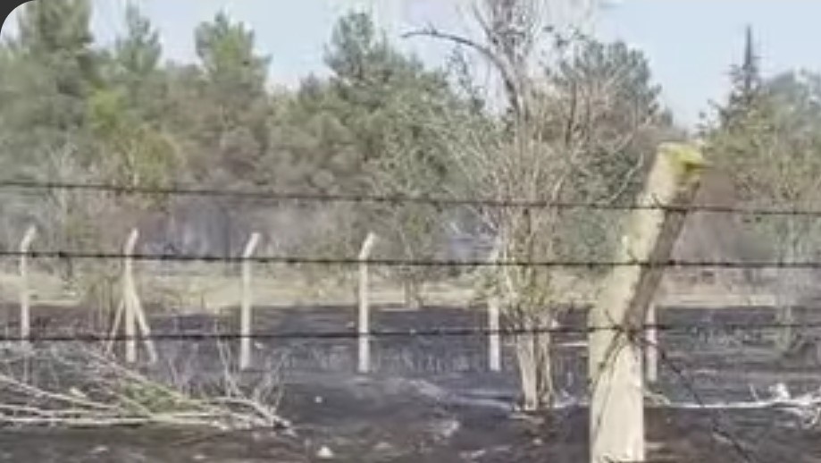 Şanlıurfa’nın Bozova ilçesindeki Atatürk Baraj Gölü yakınlarında çıkan yangın, balık