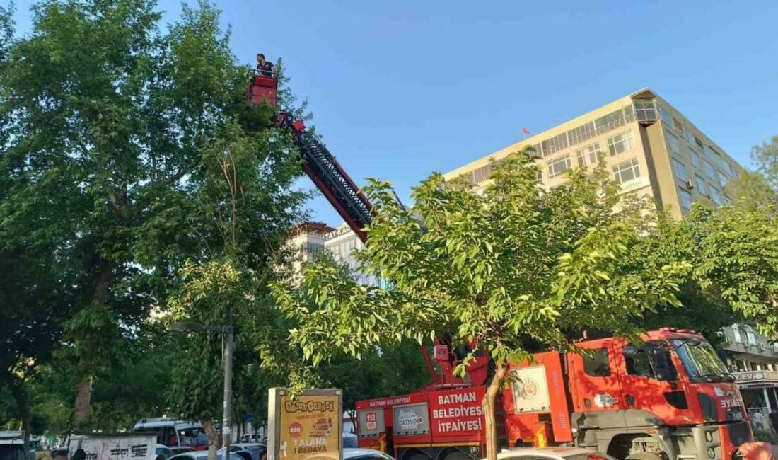Batman’da ağaçtaki yuvalarından düşen iki karga yavrusu, genç bir vatandaş