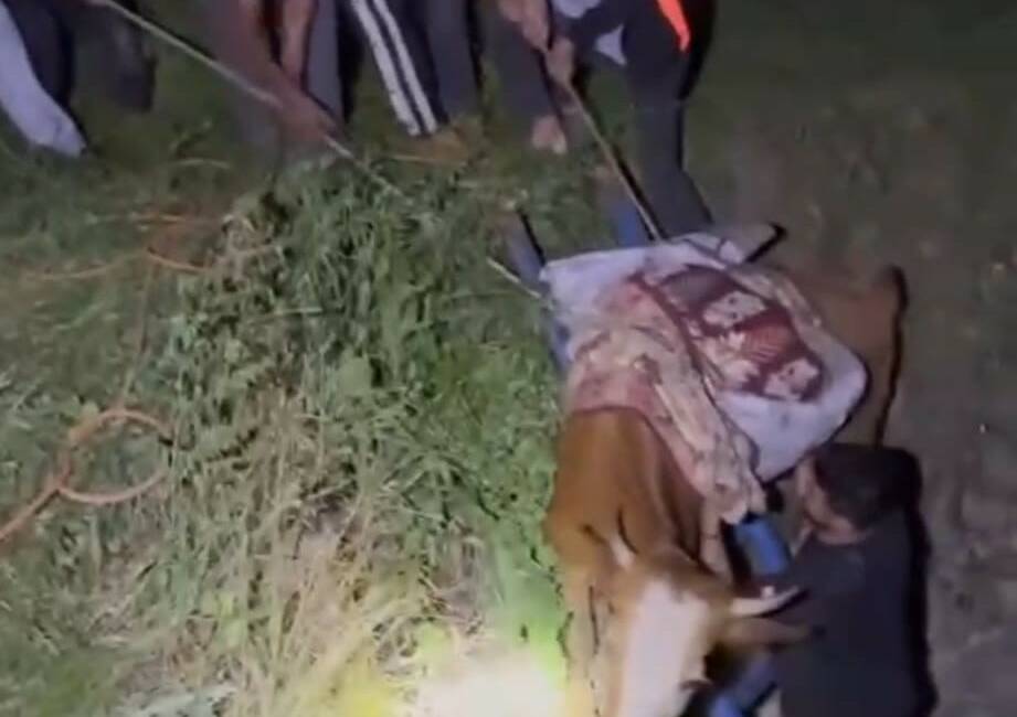 Ağaçlı köyünde bir ineğin, köylülerin çabalarıyla 3 metre derinliğindeki bir