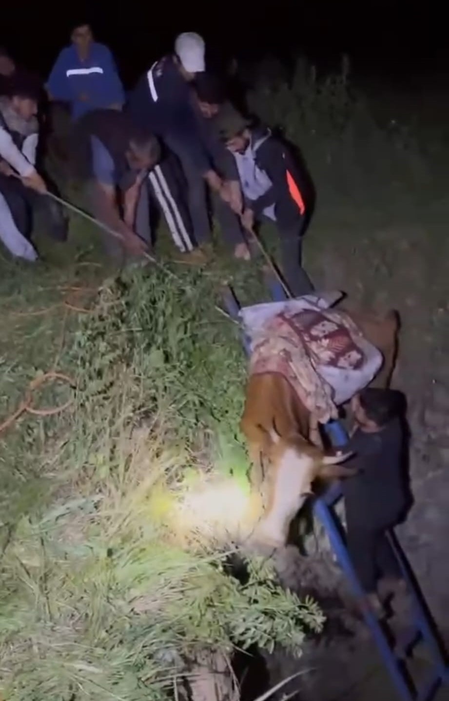 Ağaçlı köyünde bir ineğin, köylülerin çabalarıyla 3 metre derinliğindeki bir