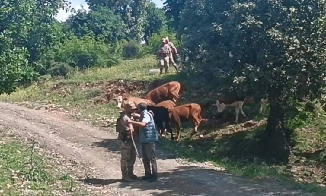 Batman'ın Sason ilçesinde kaybolan 15 büyükbaş hayvan, jandarma ekipleri tarafından