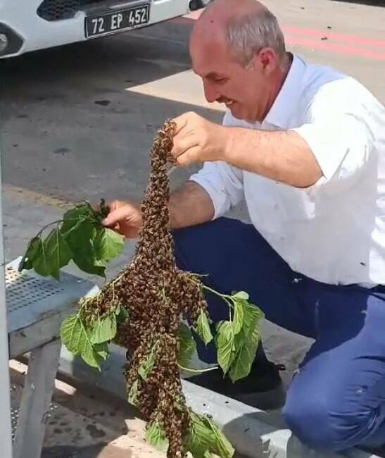 Batman’da belediye otobüs durağı önünde oğul veren arılar kısa süreli