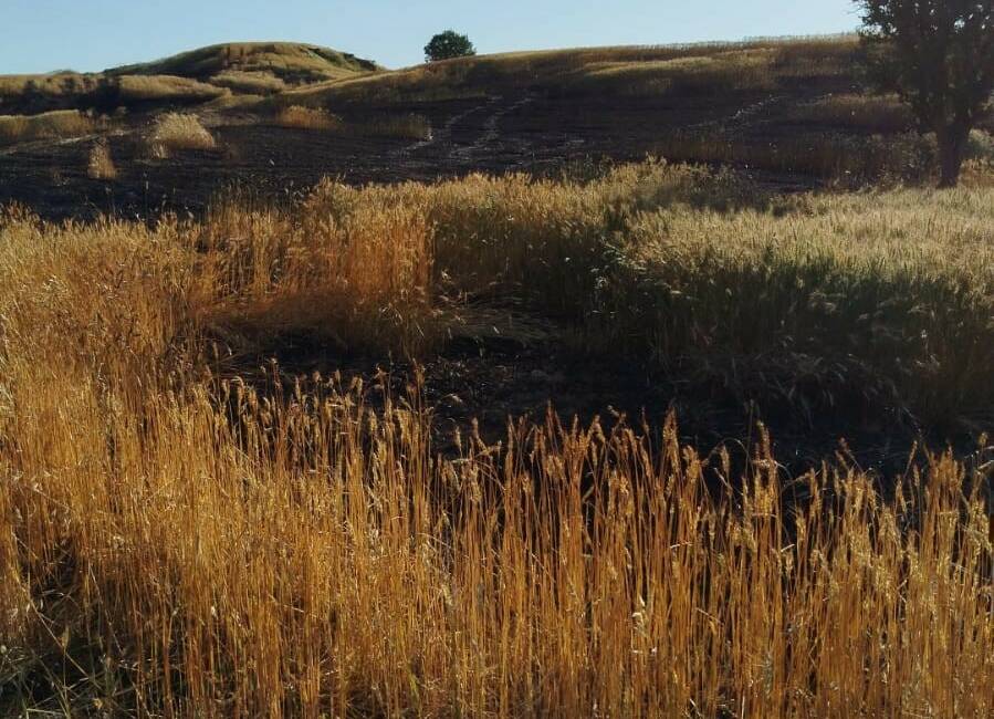 Çayönü mezrasında bulunan hazine arazisindeki 100 dönümlük buğday tarlası, çıkan