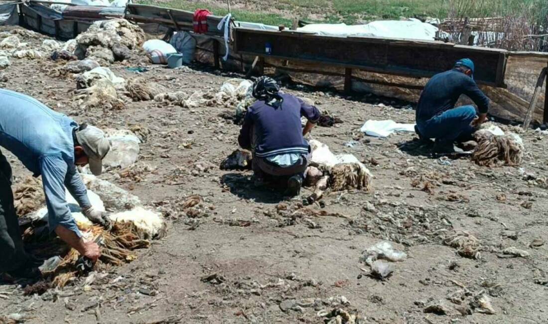 Kozluk ilçesinde göçer aileler, yılın büyük kısmını yaylalarda geçirerek doğal