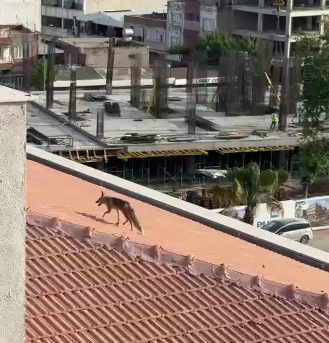 Adıyaman'da, bir binanın çatısına çıkan tilki, ekipler ve işçileri harekete