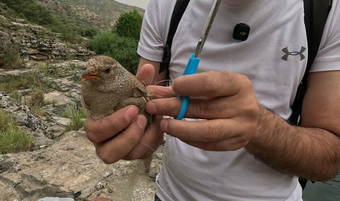 Şırnak’ın İdil ilçesinde Cehennem Deresi’nde balıkçı ağına takılan koruma altındaki