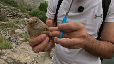 Şırnak’ın İdil ilçesinde Cehennem Deresi’nde balıkçı ağına takılan koruma altındaki