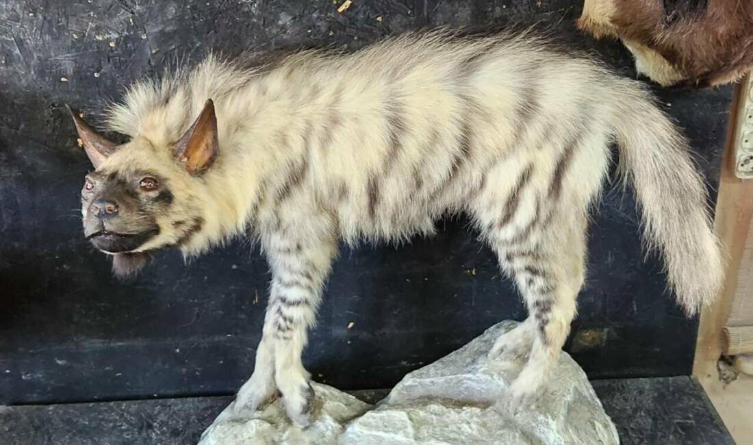 Besni'ye bağlı Kızılin köyü yakınlarında yaklaşık 4 ay önce araç