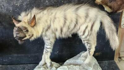 Besni'ye bağlı Kızılin köyü yakınlarında yaklaşık 4 ay önce araç