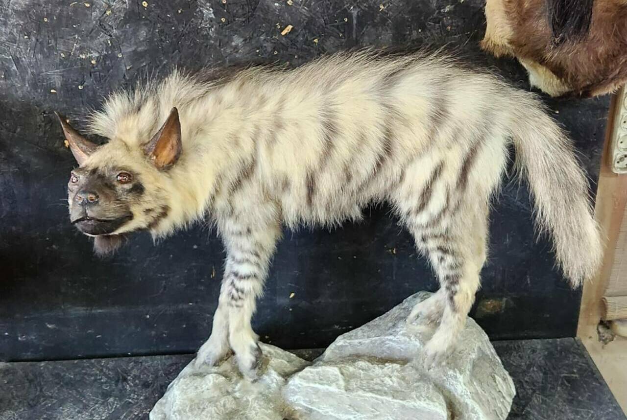 Besni'ye bağlı Kızılin köyü yakınlarında yaklaşık 4 ay önce araç