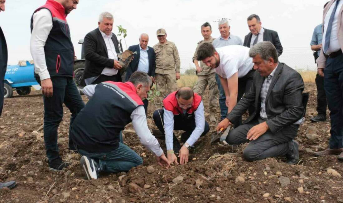 Şırnak'ın Cizre ilçesinde badem ve fıstık yetiştiriciliğini geliştirmek amacıyla proje